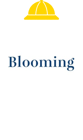 Blooming kanazawa